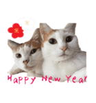 猫の写真スタンプ クリスマス＆お正月編（個別スタンプ：35）