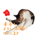 猫の写真スタンプ クリスマス＆お正月編（個別スタンプ：36）
