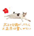 猫の写真スタンプ クリスマス＆お正月編（個別スタンプ：37）