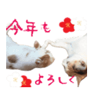 猫の写真スタンプ クリスマス＆お正月編（個別スタンプ：38）