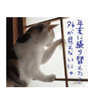 猫の写真スタンプ クリスマス＆お正月編（個別スタンプ：39）