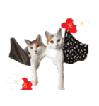 猫の写真スタンプ クリスマス＆お正月編（個別スタンプ：40）