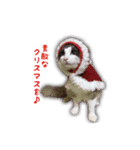 Mofumofu's of Christmas（個別スタンプ：5）