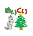 猫のクリスマスと新年のメッセージ（個別スタンプ：1）