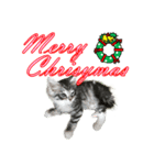 猫のクリスマスと新年のメッセージ（個別スタンプ：3）