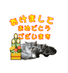 猫のクリスマスと新年のメッセージ（個別スタンプ：5）