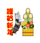 猫のクリスマスと新年のメッセージ（個別スタンプ：6）