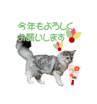 猫のクリスマスと新年のメッセージ（個別スタンプ：7）