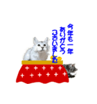 猫のクリスマスと新年のメッセージ（個別スタンプ：8）