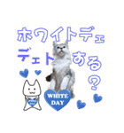 ゴージャスな猫の季節のあいさつ（個別スタンプ：5）