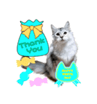 ゴージャスな猫の季節のあいさつ（個別スタンプ：6）