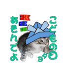 ゴージャスな猫の季節のあいさつ（個別スタンプ：8）