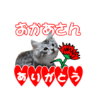 ゴージャスな猫の季節のあいさつ（個別スタンプ：9）