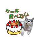 ゴージャスな猫の季節のあいさつ（個別スタンプ：14）