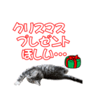 ゴージャスな猫の季節のあいさつ（個別スタンプ：17）