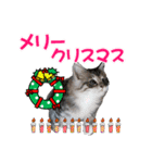 ゴージャスな猫の季節のあいさつ（個別スタンプ：18）