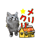 ゴージャスな猫の季節のあいさつ（個別スタンプ：19）