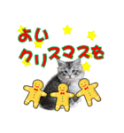 ゴージャスな猫の季節のあいさつ（個別スタンプ：20）