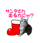 ゴージャスな猫の季節のあいさつ（個別スタンプ：22）
