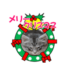 ゴージャスな猫の季節のあいさつ（個別スタンプ：24）