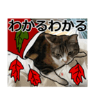 メリークリスマス私の赤ちゃん姉妹猫（個別スタンプ：13）