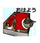 メリークリスマス私の赤ちゃん姉妹猫（個別スタンプ：14）