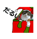 メリークリスマス私の赤ちゃん姉妹猫（個別スタンプ：22）