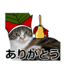 メリークリスマス私の赤ちゃん姉妹猫（個別スタンプ：27）