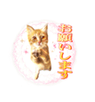 茶トラ子猫のスタンプ（個別スタンプ：2）