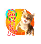 茶トラ子猫のスタンプ（個別スタンプ：3）
