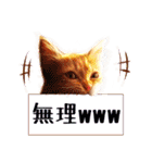 茶トラ子猫のスタンプ（個別スタンプ：17）
