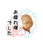 茶トラ子猫のスタンプ（個別スタンプ：23）