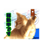 茶トラ子猫のスタンプ（個別スタンプ：24）