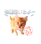 茶トラ子猫のスタンプ（個別スタンプ：25）