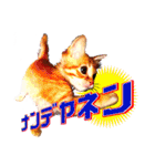 茶トラ子猫のスタンプ（個別スタンプ：28）