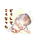 茶トラ子猫のスタンプ（個別スタンプ：29）