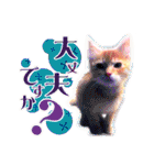 茶トラ子猫のスタンプ（個別スタンプ：32）