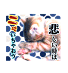茶トラ子猫のスタンプ（個別スタンプ：33）