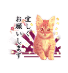 茶トラ子猫のスタンプ（個別スタンプ：34）