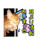 茶トラ子猫のスタンプ（個別スタンプ：36）