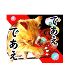 茶トラ子猫のスタンプ（個別スタンプ：37）
