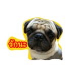 i pug（個別スタンプ：1）