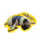 i pug（個別スタンプ：2）