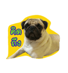 i pug（個別スタンプ：3）