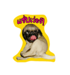 i pug（個別スタンプ：4）