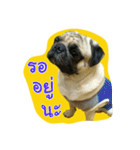 i pug（個別スタンプ：6）