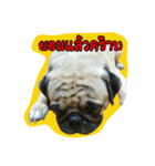i pug（個別スタンプ：7）