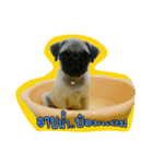 i pug（個別スタンプ：8）