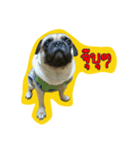 i pug（個別スタンプ：9）