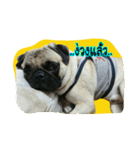 i pug（個別スタンプ：10）